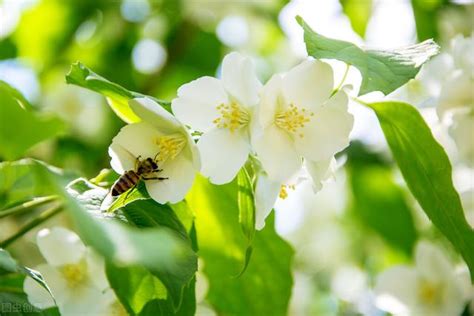 茉莉花 澆水|茉莉花澆水頻率指南：多久澆一次水才健康？ 